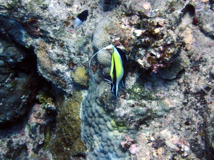 Zanclus cornutus