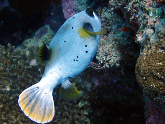 Arothron nigropunctatus