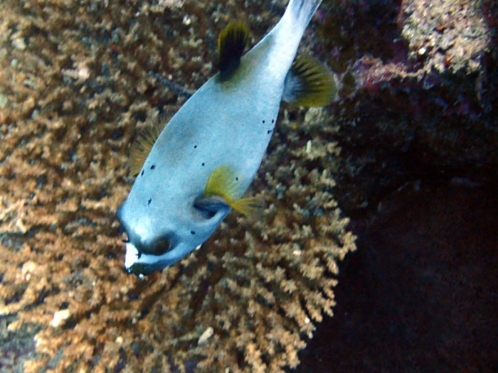 Arothron nigropunctatus