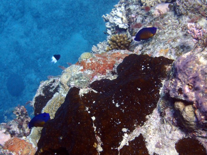 Centropyge bispinosa