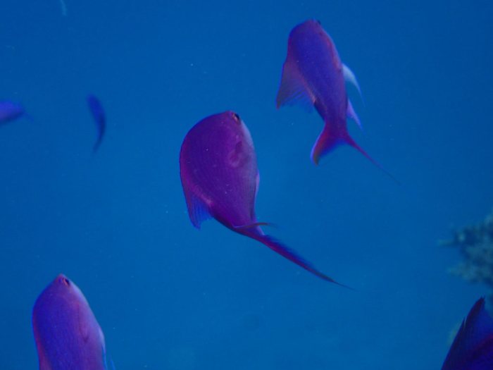 Pseudanthias pascalus