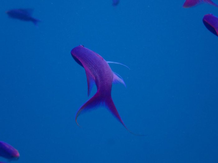 Pseudanthias pascalus