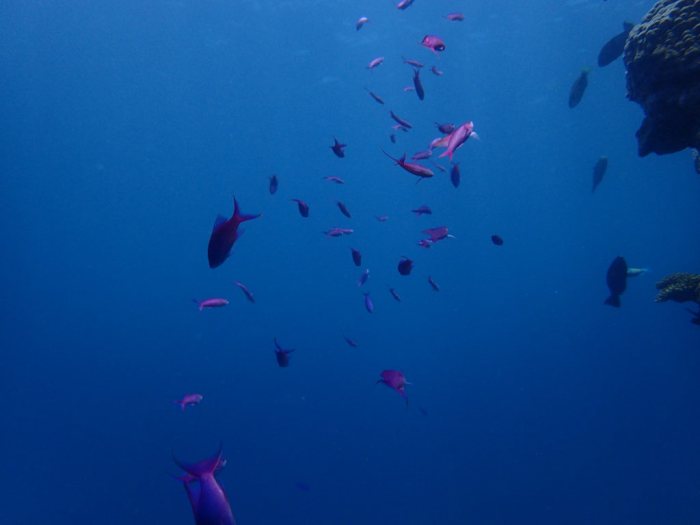 Pseudanthias pascalus