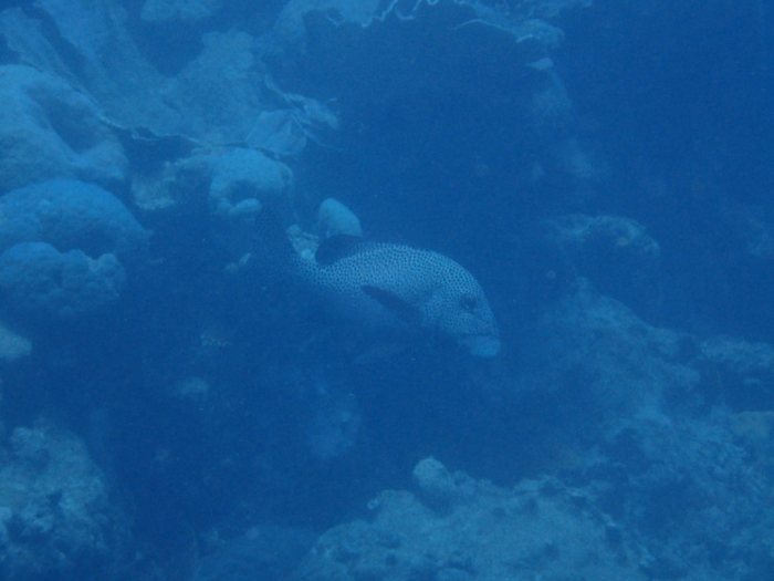 Plectorhinchus chaetodonides