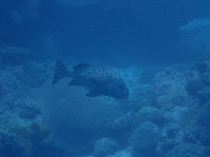 Plectorhinchus chaetodonides