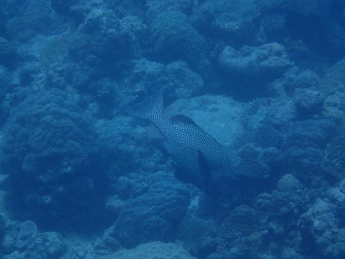 Plectorhinchus chaetodonides