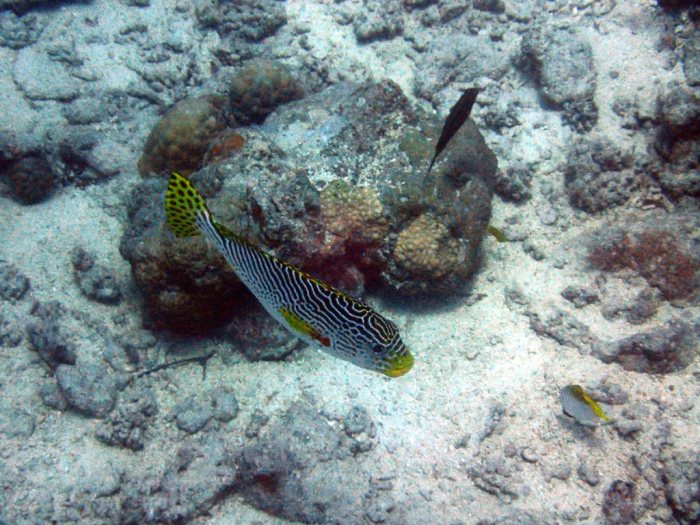 Plectorhinchus lineatus