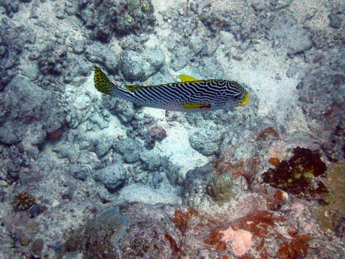 Plectorhinchus lineatus
