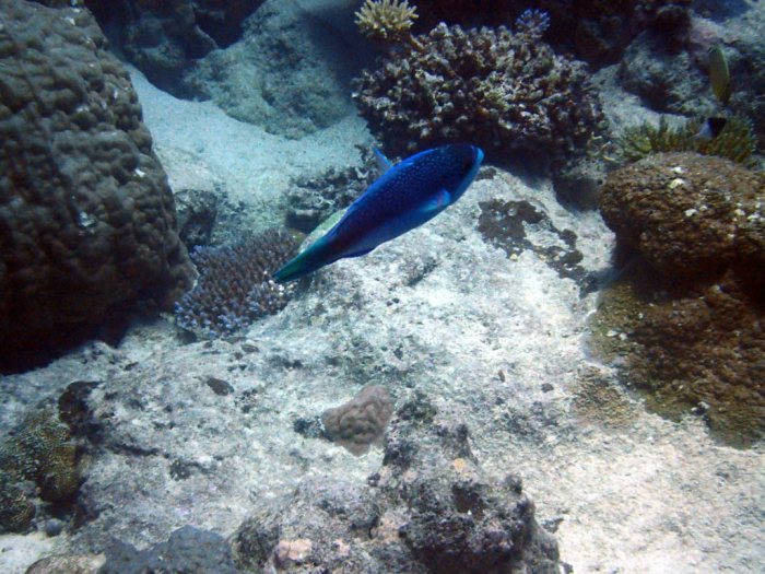 Scarus globiceps