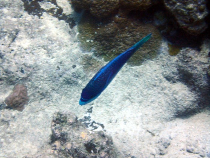 Scarus globiceps