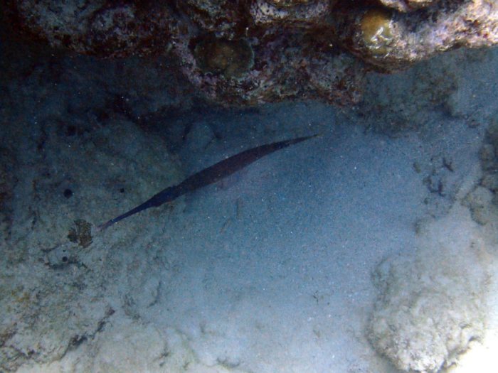 Aulostomus chinensis