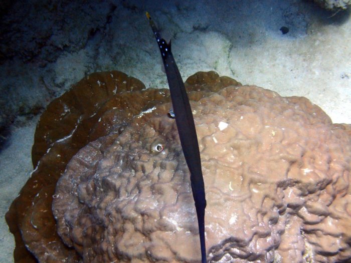 Aulostomus chinensis