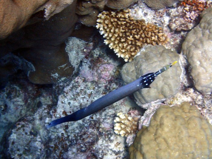 Aulostomus chinensis