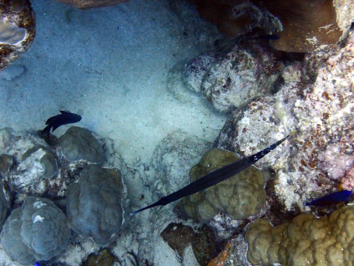 Aulostomus chinensis