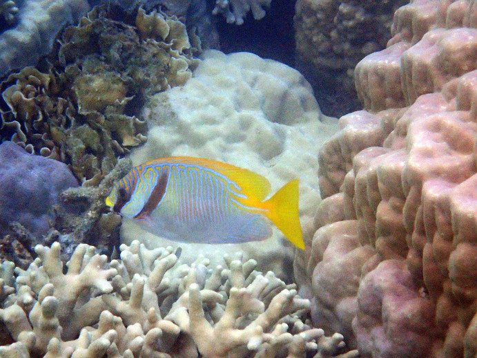 Siganus doliatus