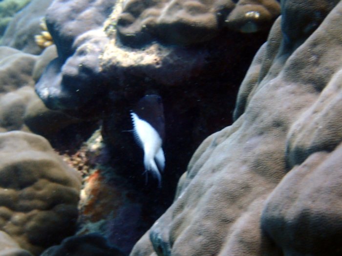 Chromis iomelas