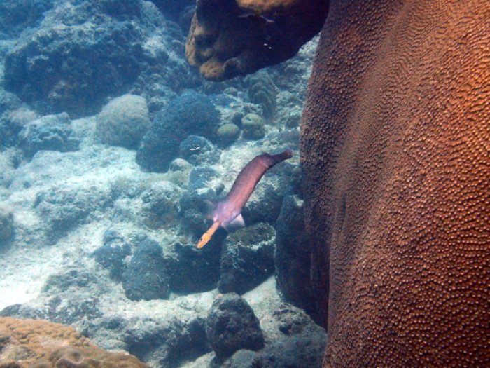 Aulostomus chinensis