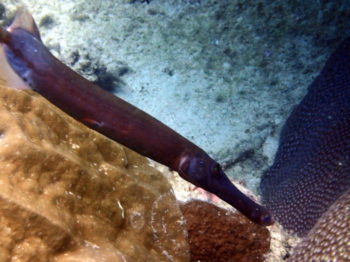 Aulostomus chinensis