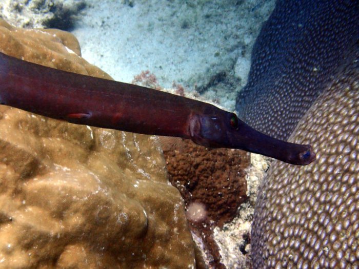 Aulostomus chinensis