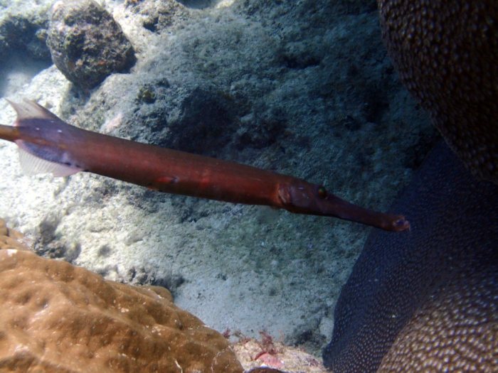 Aulostomus chinensis