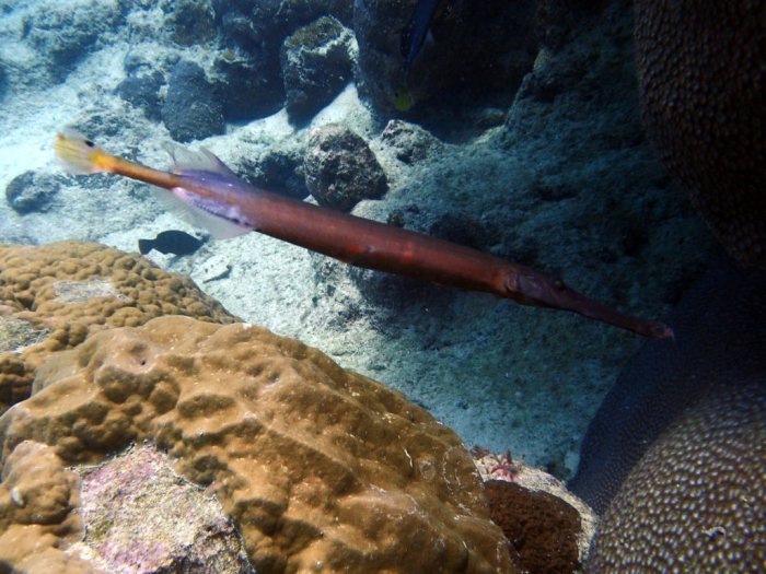 Aulostomus chinensis