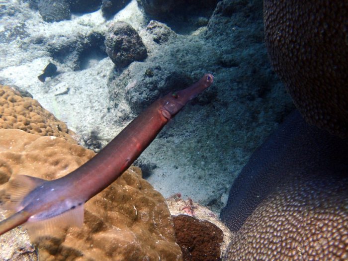 Aulostomus chinensis