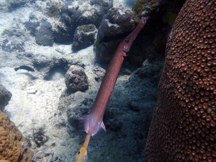 Aulostomus chinensis