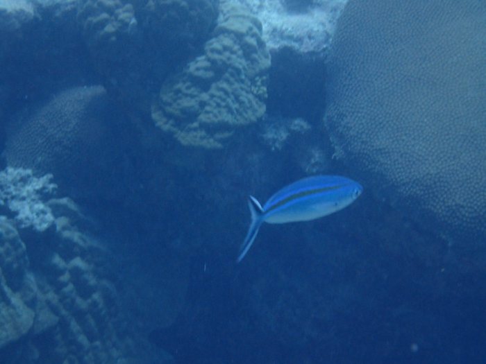 Caesio caerulaurea