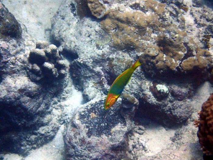 Thalassoma lutescens