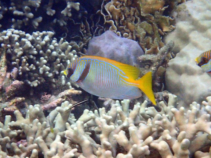 Siganus doliatus