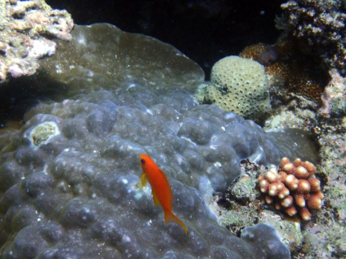 Centropyge flavissima
