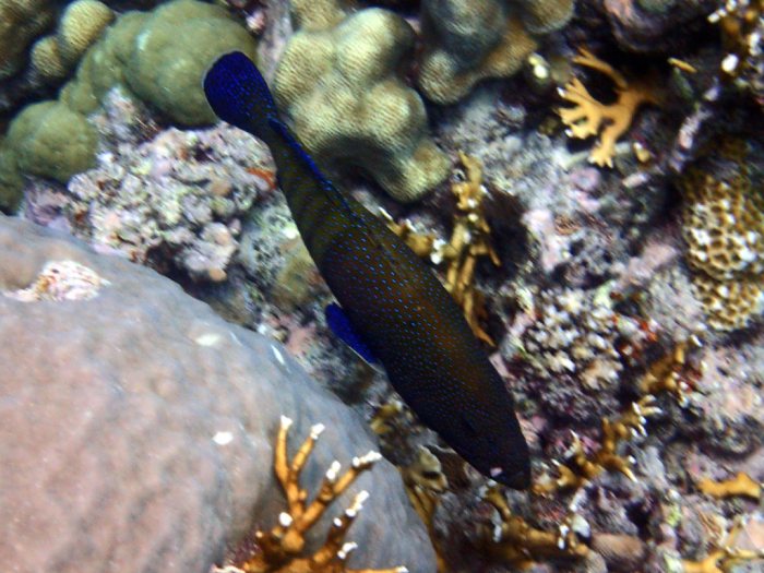 Cephalopholis argus