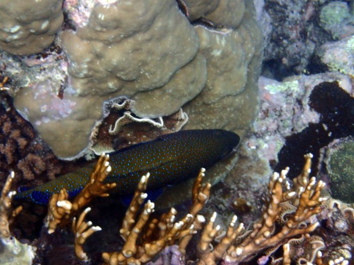 Cephalopholis argus