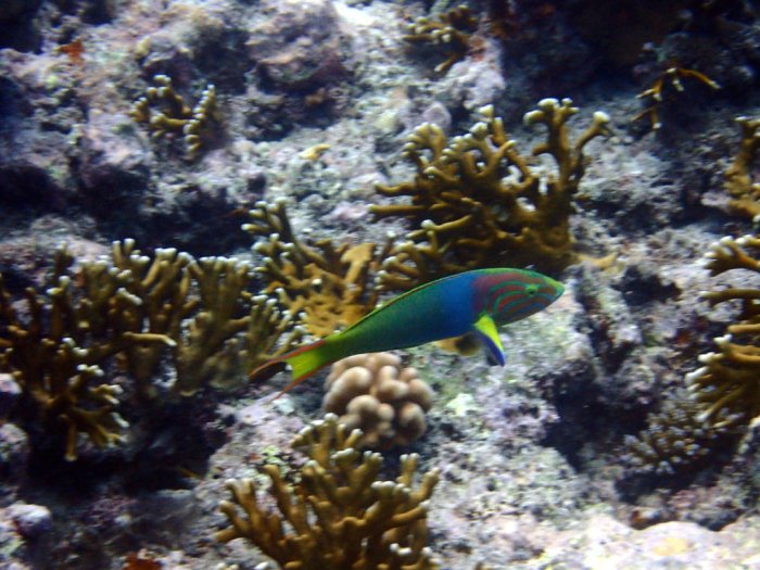 Thalassoma lutescens