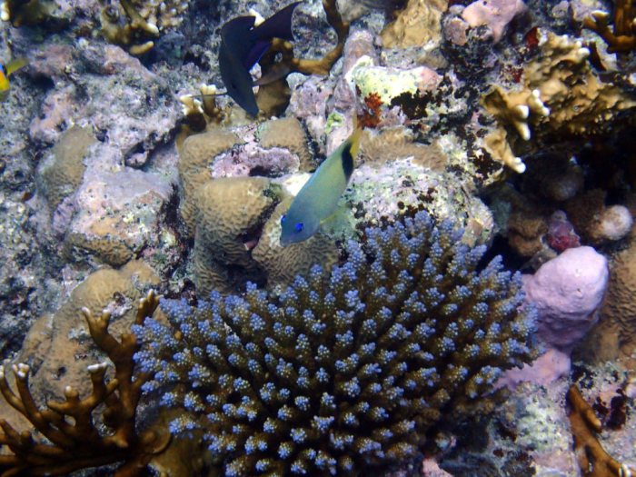 Plectroglyphidodon dickii