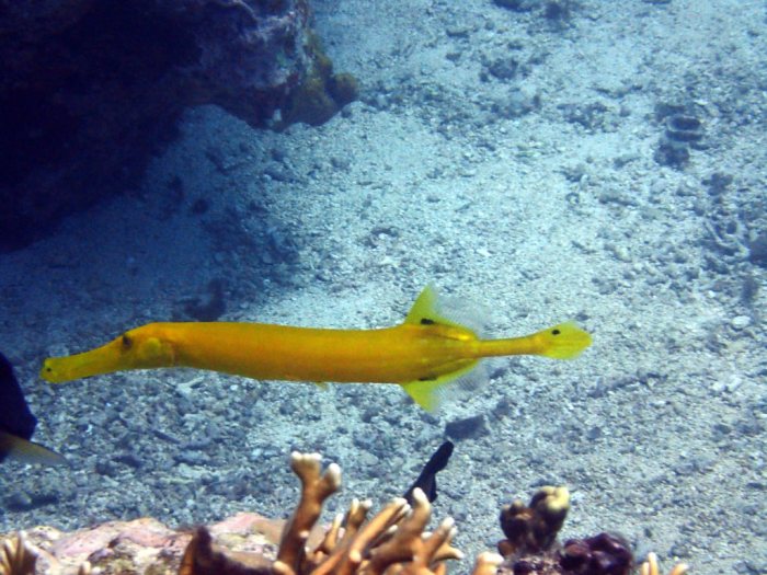 Aulostomus chinensis