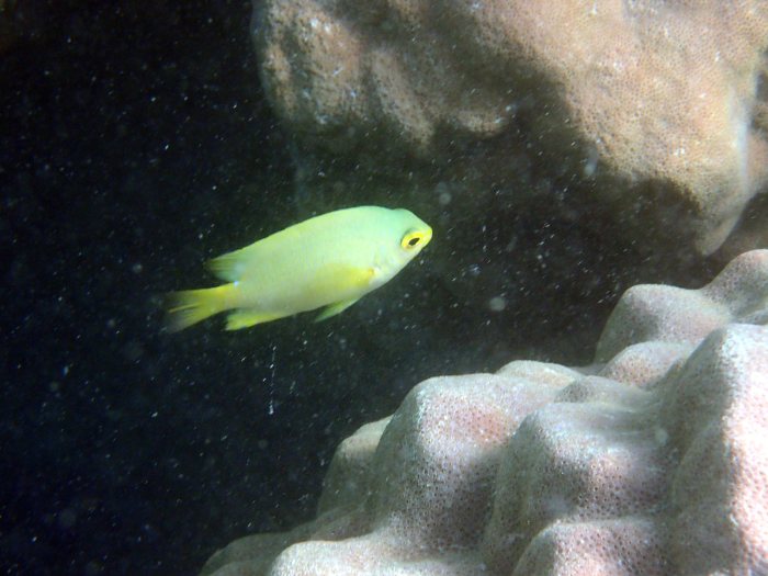 Amblyglyphidodon aureus