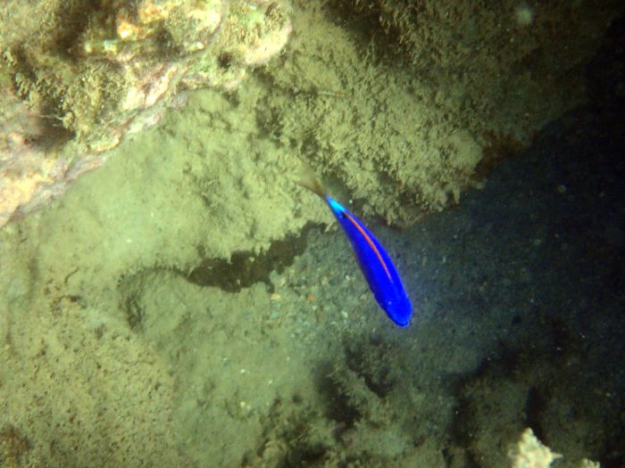 Chrysiptera taupou