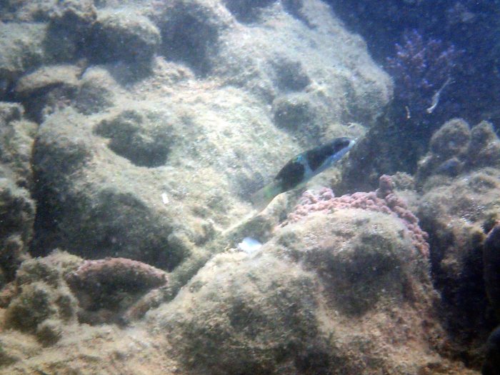 Thalassoma nigrofasciatum