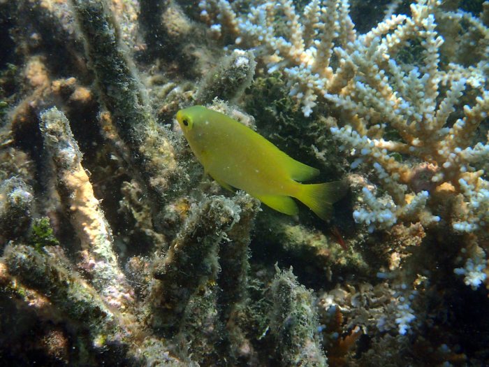 Amblyglyphidodon aureus