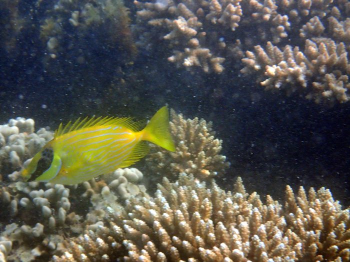 Siganus puellus