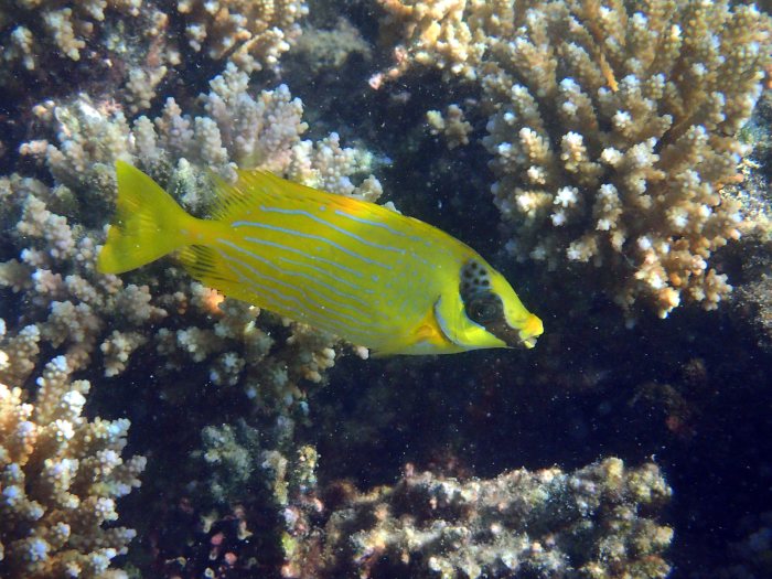 Siganus puellus