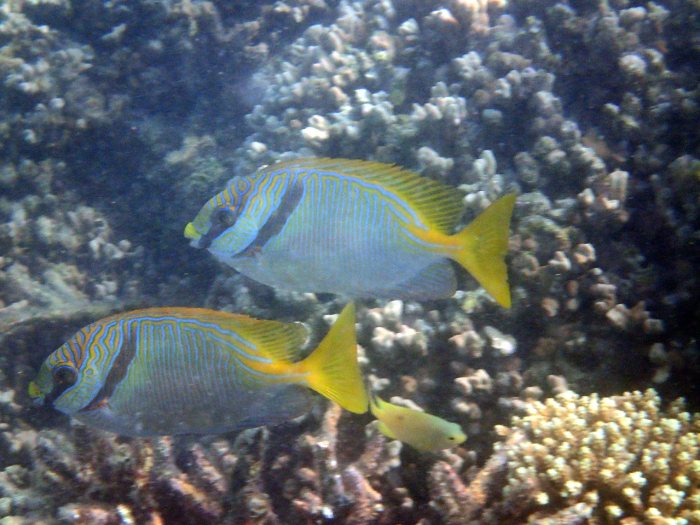 Siganus doliatus
