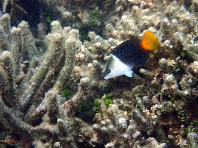 Hemigymnus melapterus