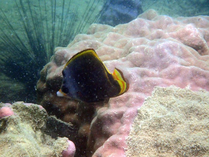 Chaetodon flavirostris