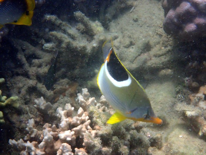 Chaetodon ephippium