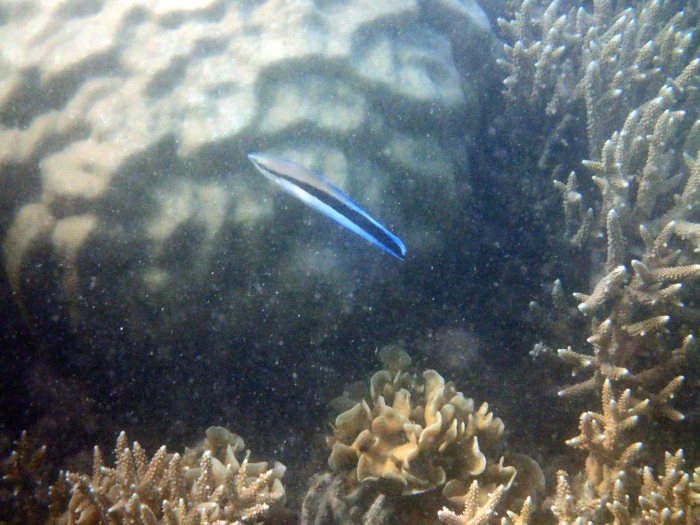 Labroides dimidiatus