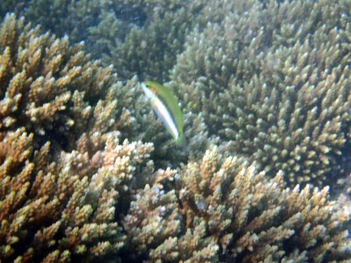 Thalassoma lutescens
