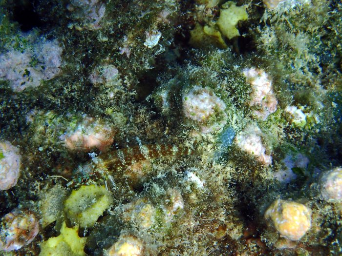 Norfolkia brachylepis