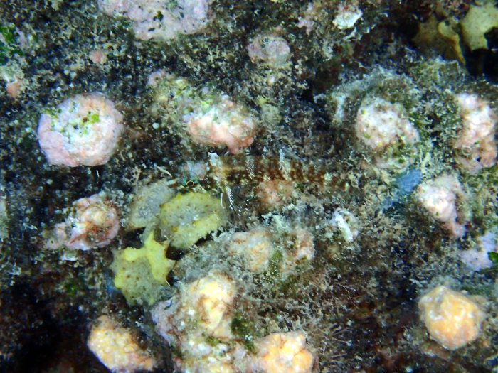 Norfolkia brachylepis